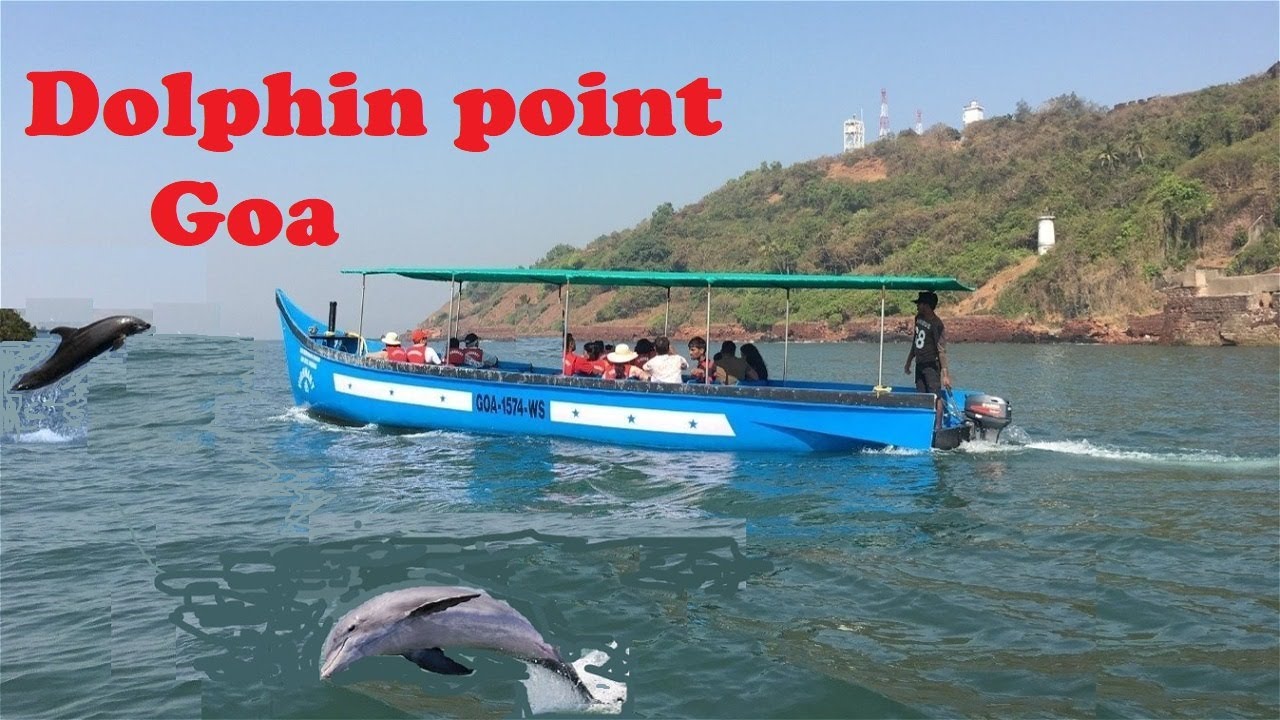 Best Dolphin Trip in Goa