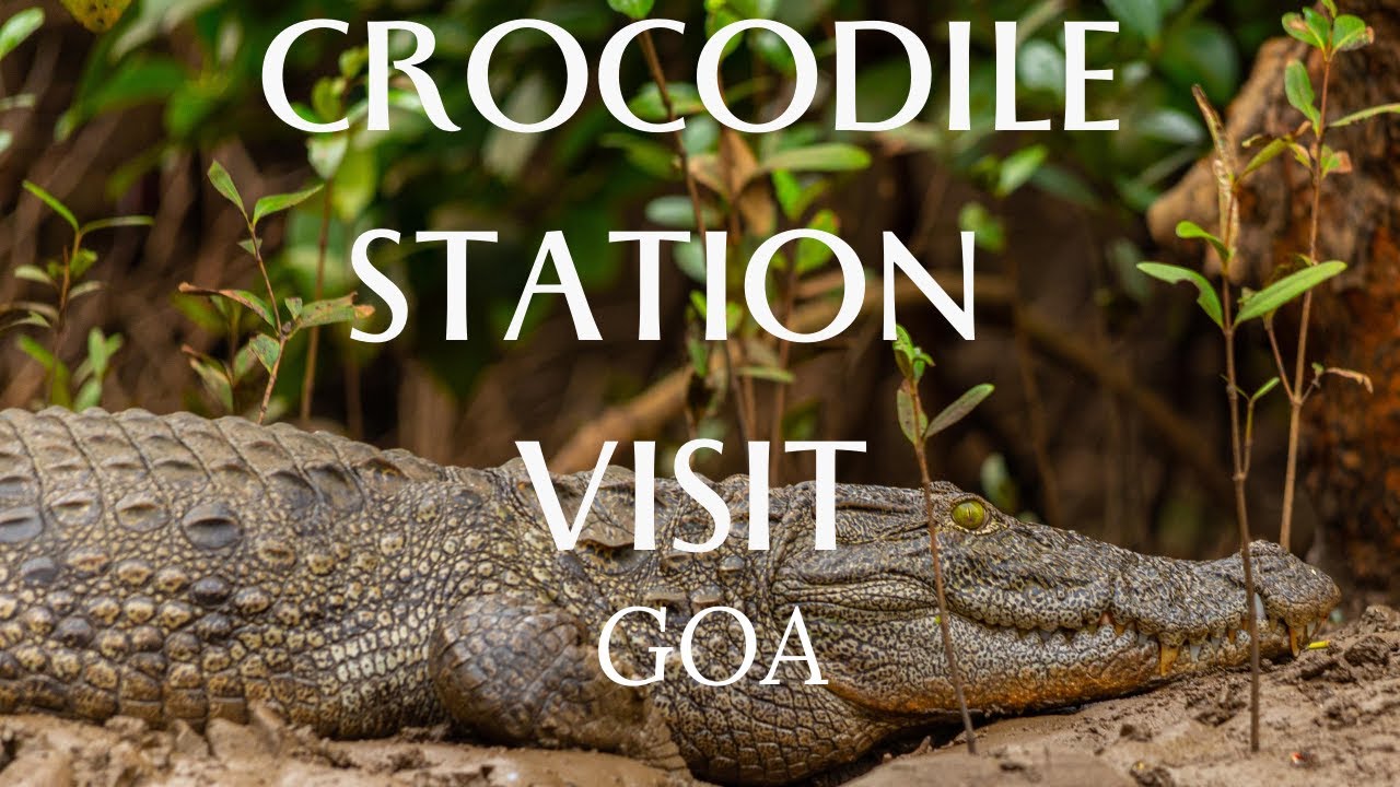 Crocodile Trip & Bird Watching Package in Goa